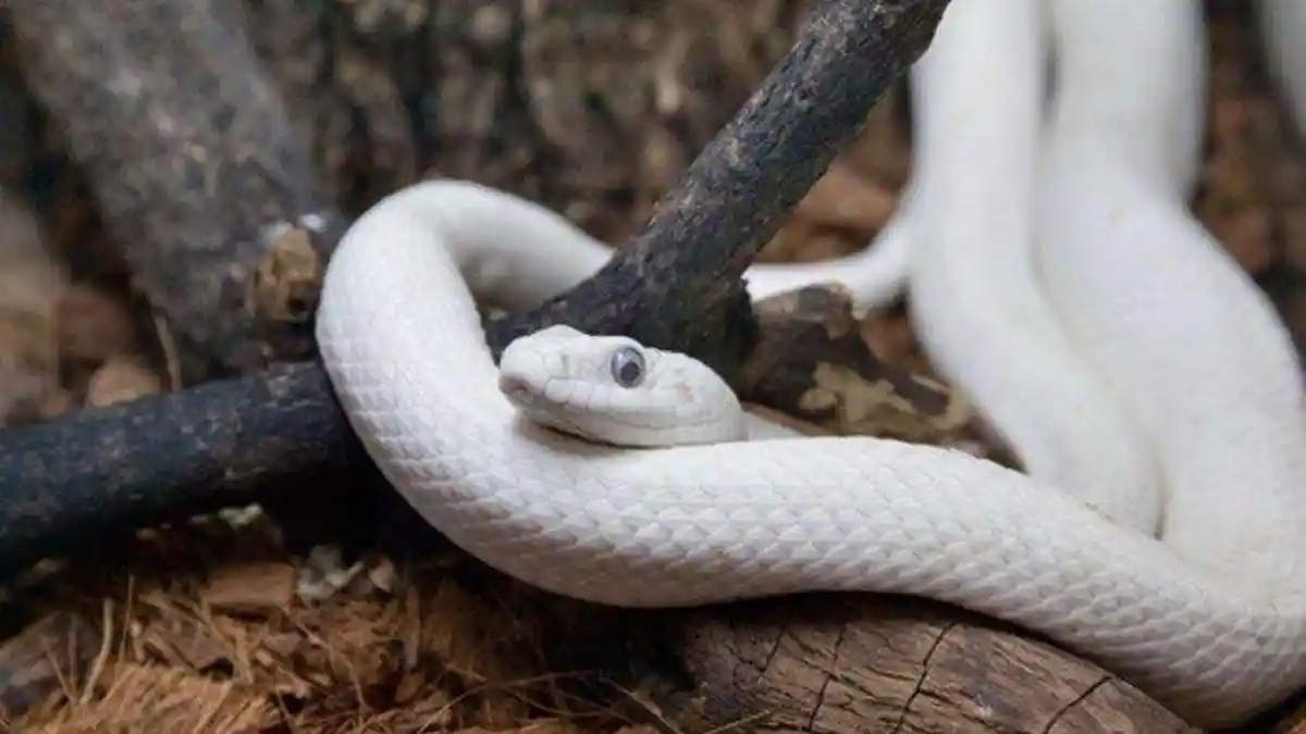 Simak 4 Arti Mimpi Digigit Ular Menurut Primbon Jawa, Tafsirnya Ternyata Bagus