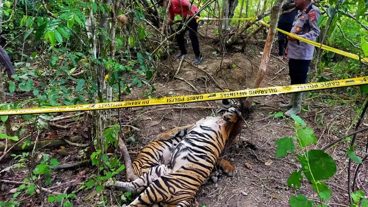 Dua Harimau Sumatera Ditemukan Mati di Peunaron Aceh Timur, Diduga Terkena Jeratan Babi