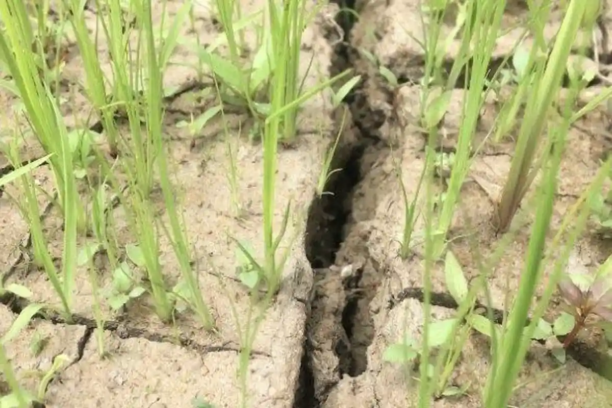 Kekurangan Air, Puluhan Hektar Sawah di Bulukumba Terancam Gagal Panen