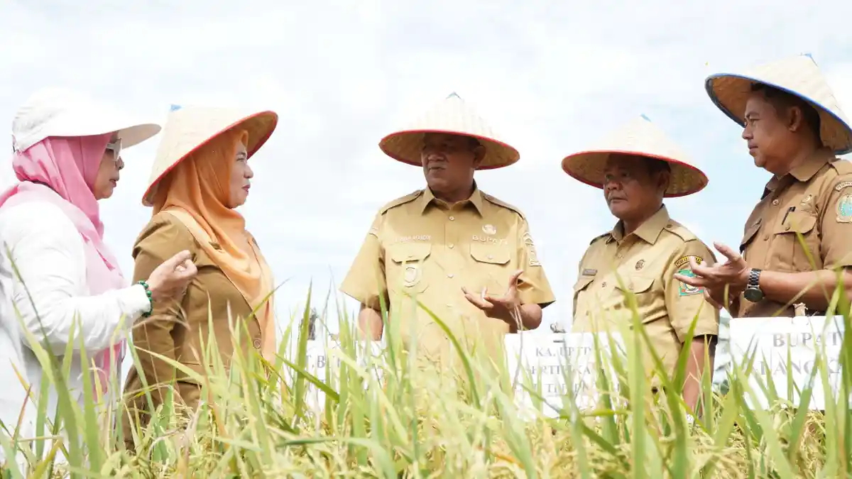 Pemkab Langkat Klaim 60 Hektar Sawah dengan Benih Varietas Inpari 33 Berhasil Panen Memuaskan