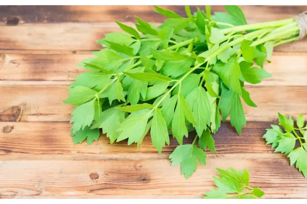 7 Alasan Mengapa Harus Minum Jus Seledri di Pagi Hari