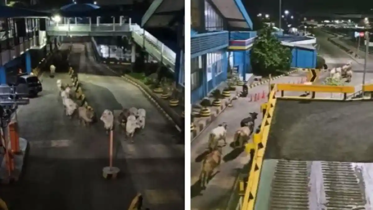 Viral Detik-detik Belasan Sapi Lepas di Pelabuhan Merak Banten, Serang Warga dan Rusak Rumah