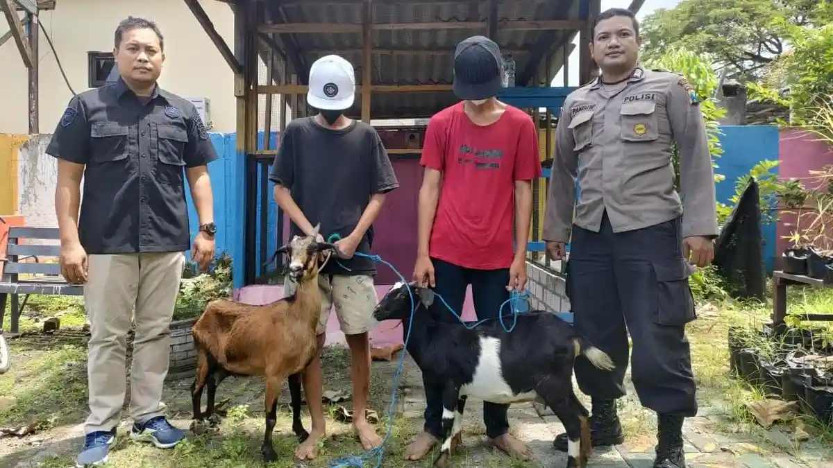 Demi Baju Lebaran, Dua Pemuda di Gresik Sembunyikan Kambing di Dalam Sarung, Berujung Apes