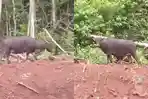 video-viral-Anoa-hewan-endemik-Sulawesi-muncul-di-Konawe-Sulawesi-Tenggara.jpg