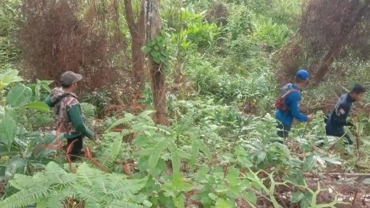 Libatkan Damkar Polisi dan TNI, Upaya Pencarian Bocah yang Hilang di Hutan Cianjur masih Nihil