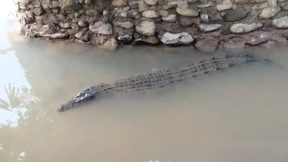 Buaya Berulang Kali Muncul di Bungus Padang, Warga Resah dan Khawatir Jatuh Korban