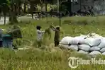 Petani-memanen-padi-di-persawahan-Desa-Pematang-Johar-Deliserdang_.jpg