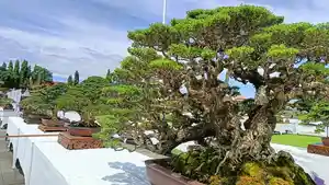 Keindahan-bonsai-dalam-Pamnas-Bonsai-PPBI-Gianyar.jpg