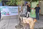 Kurban 2026 Lebih Bermakna, Komix Herbal Usung Pesan Ikhlas dan Sehat Bersama