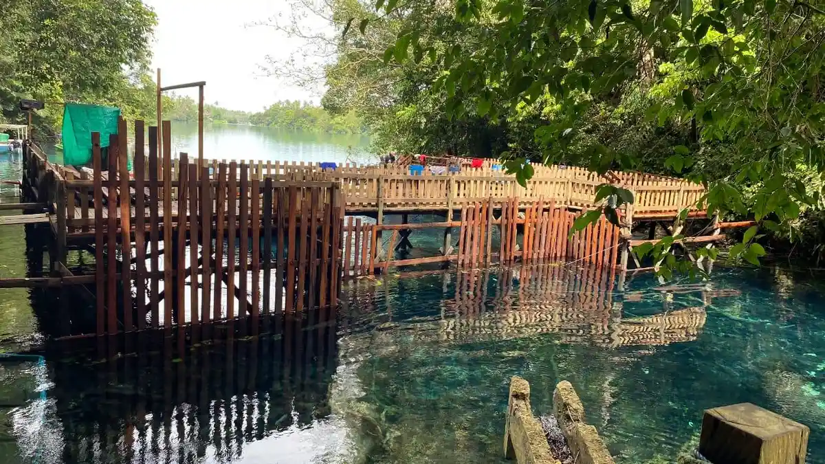 Sudah Bebas dari Buaya, Wisatawan Labuan Cermin Berau Boleh Beraktivitas Berenang