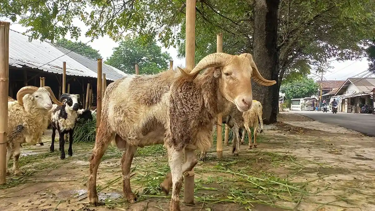 Bakar Sampah di Kandang, 8 Kambing Hangus Terbakar di Wonosobo, Ditinggal Pemilik Menerima Tamu