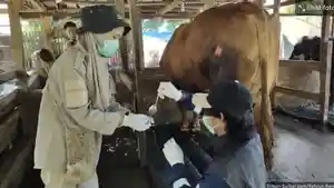 Sapi-kurban-Prabowo-2026.jpg