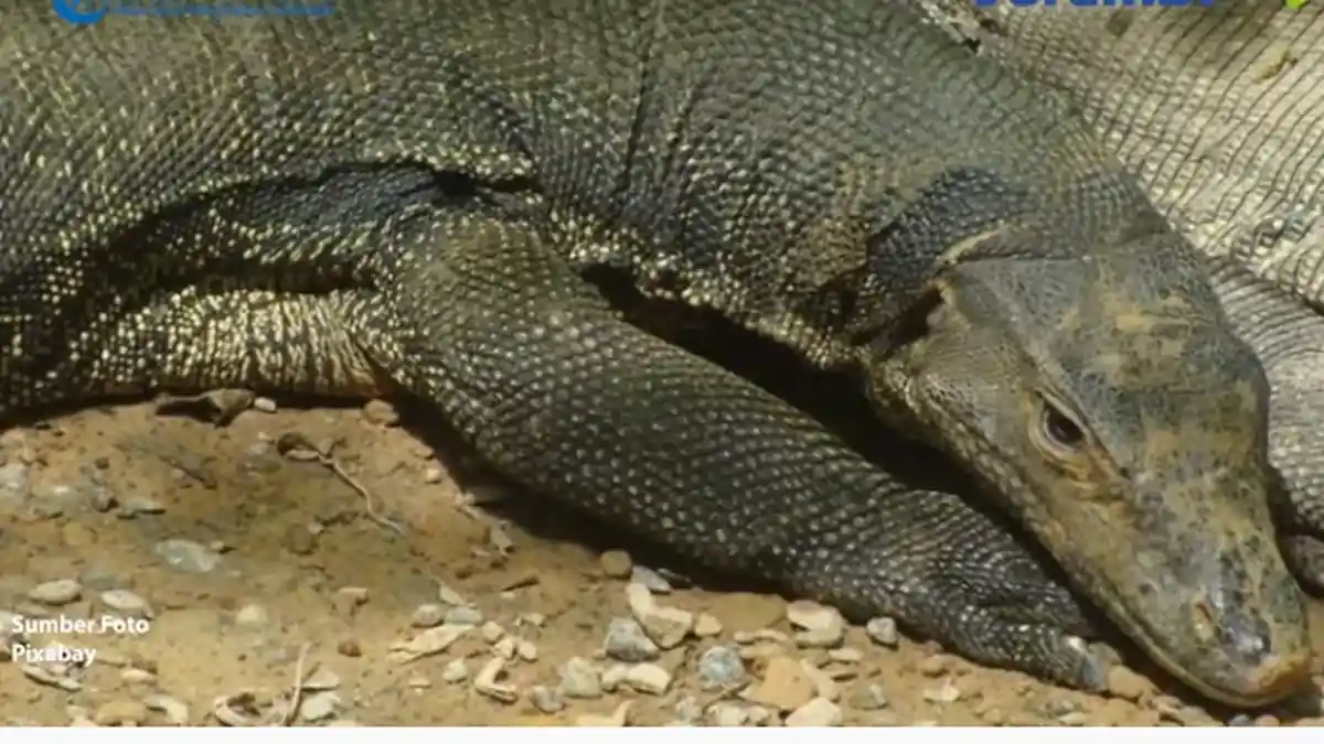 VIRAL Aksi Diluar Nalar 4 Pria Rudapaksa Biawak Secara Bergilir, Aksinya Direkam, Ini Hukumannya