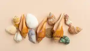 Arti-Mimpi-Mengumpulkan-Kerang-Pertanda-Perlu-Berhemat.jpg