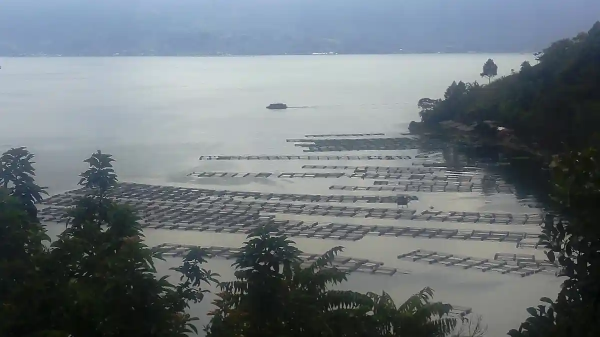 Isu Lintah dan Limbah Buat DPRD Prihatin, Ini Komentarnya - keramba-jala-apung-di-danau-toba-tribun_20170220_182449.jpg