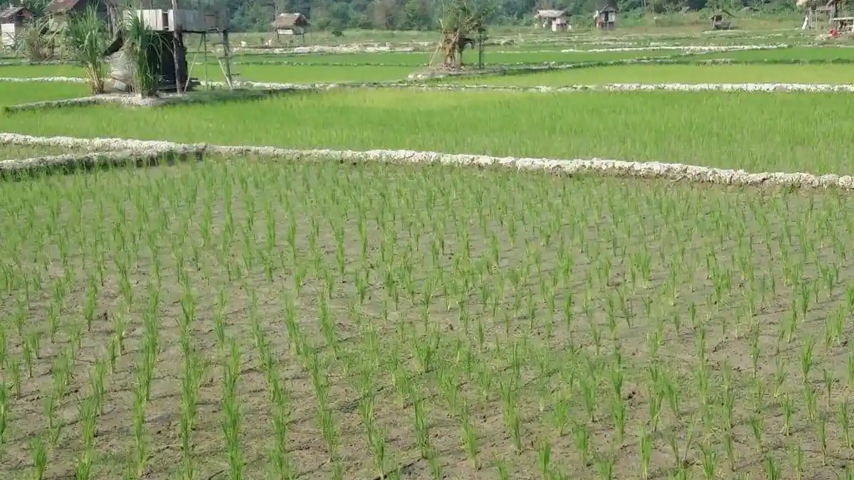 Terkendala Infrastruktur, 3000 Hektar Lebih Sawah di Merangin Tidak Produktif