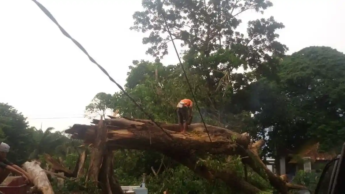 Kabel Listrik di Kawasan Kamboja Tertimpa Batang Pohon yang Tumbang