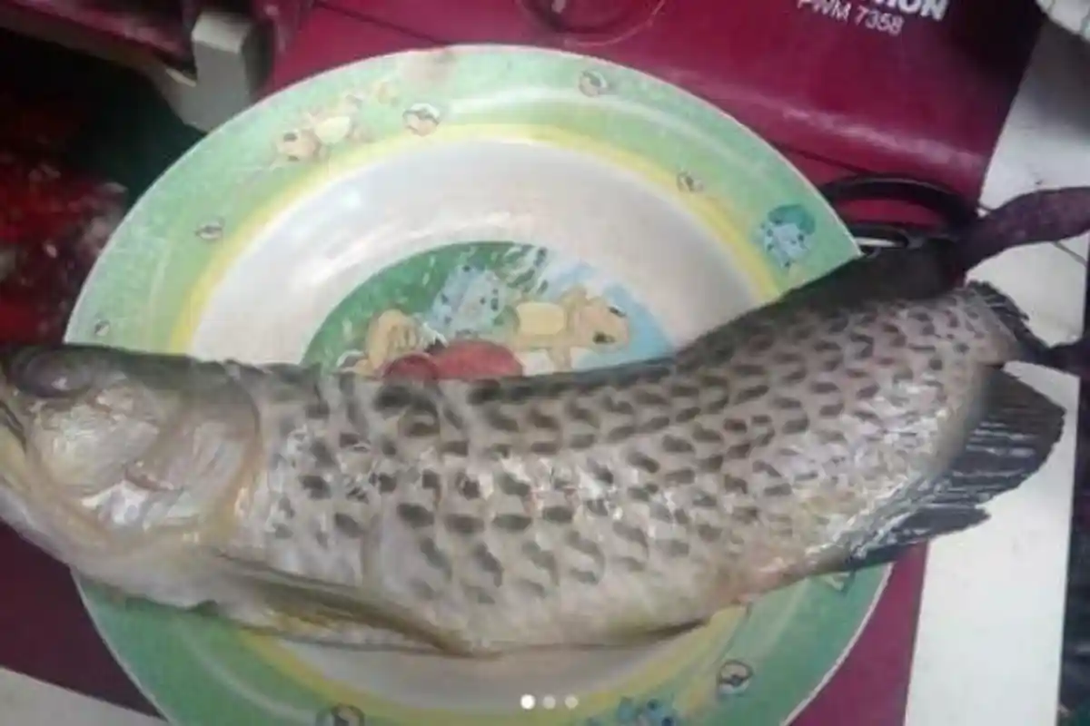 Dimakan Ayahnya, Pria Ini Ikhlas Ikan Arwana Seharga Rp 2 Juta Digoreng: Tergolong Mahal!