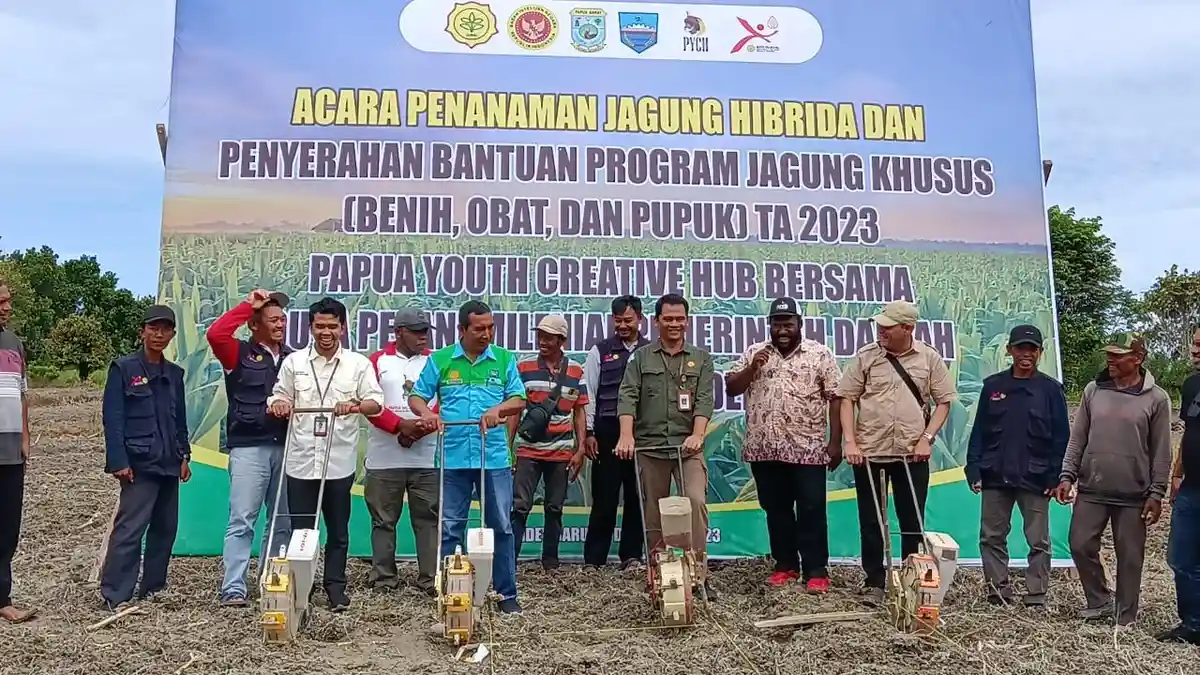 PYCH Binaan BIN Dorong Pengembangan Jagung Ratusan Hektare Bersama Petani di Manokwari