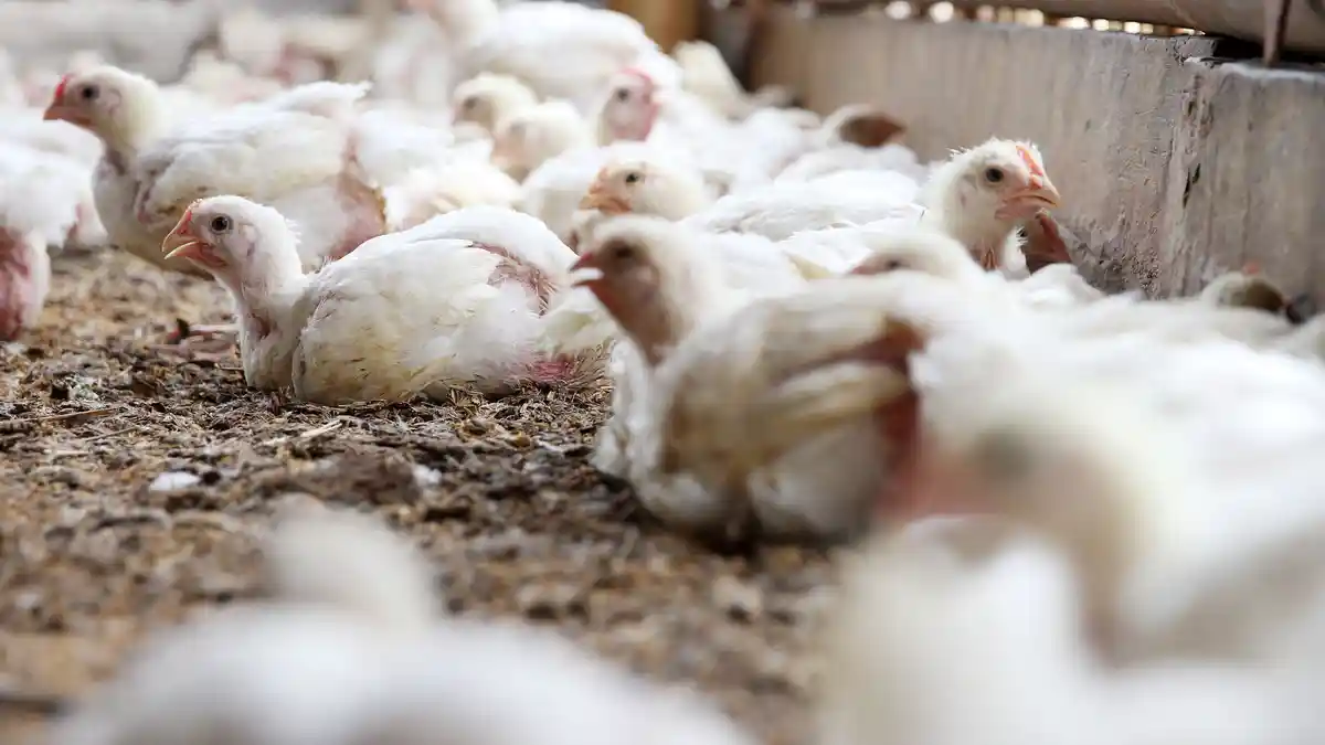 Waspada Bakteri E.coli Resisten Antibiotika pada Ayam Potong