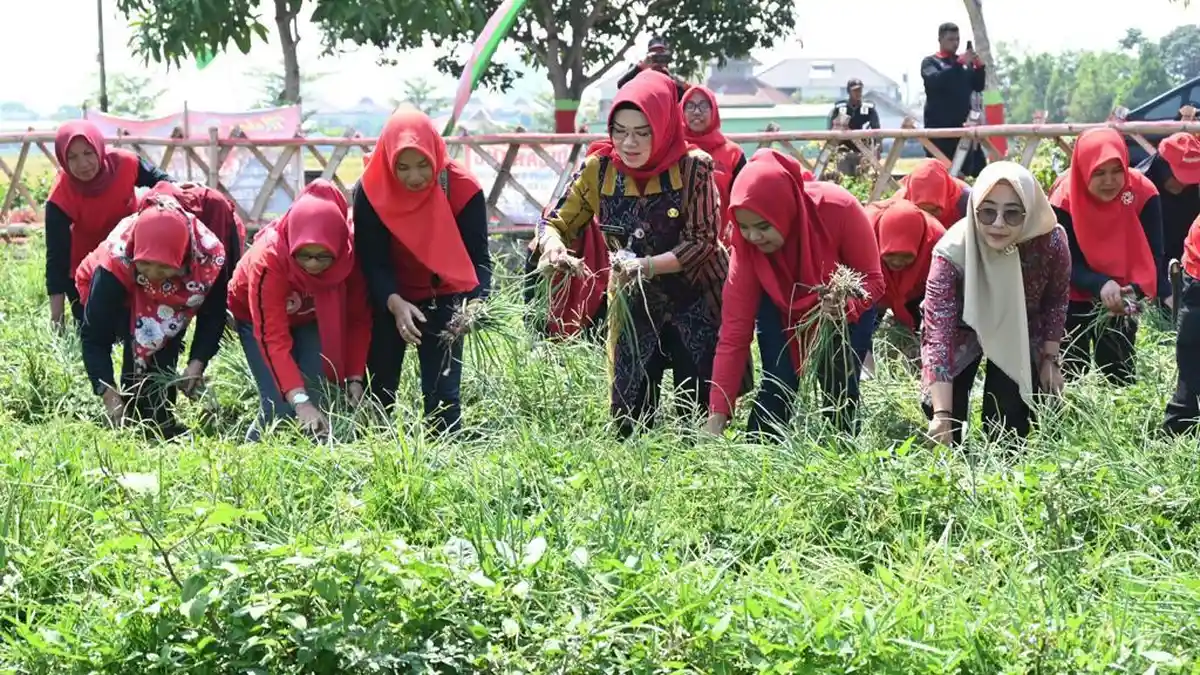 Bupati Sukoharjo Panen Bawang Merah Bersama KWT Subur Makmur Desa Kadilangu