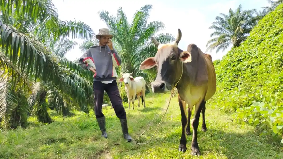 Soal Ganti Rugi Rp 10 Juta Ternak yang Terpapar PMK, Kadis Ketapang Simalungun Bilang Begini