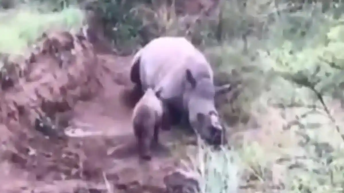 VIRAL Video Bayi Badak Coba Bangunkan Induknya yang Mati Dibunuh Pemburu Liar
