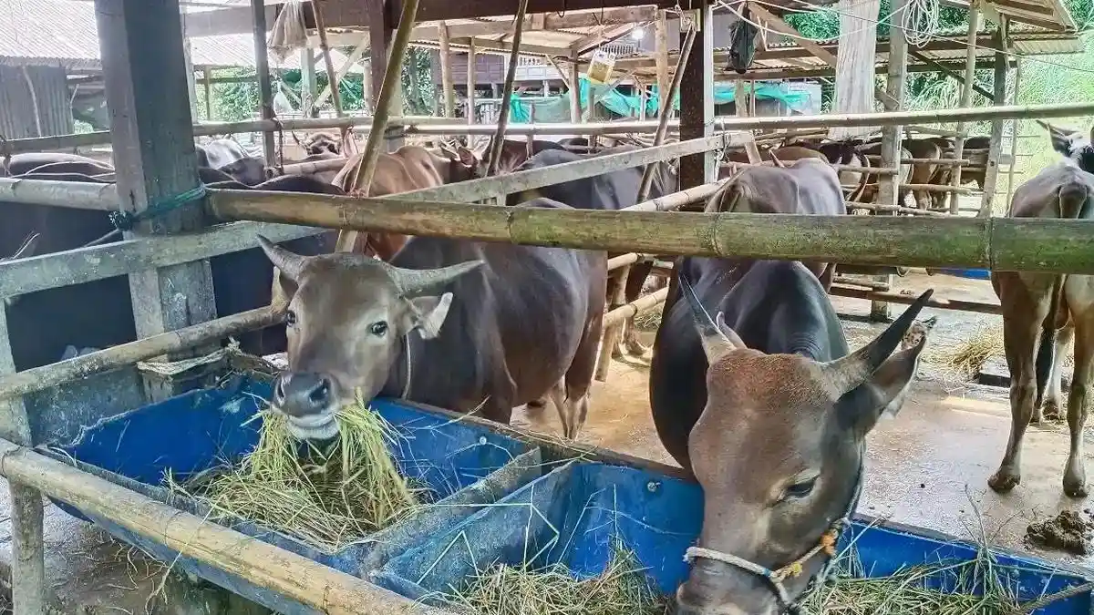 81 Ribu Sapi dan 51 Ribu Kambing Tersedia di Sulsel Jelang Idul Adha