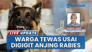 Anjing-Rabies-Gigit-Pemilik-hingga-Tewas-di-NTT-Lalu-Dimakan-Bersama-Tetangga.jpg