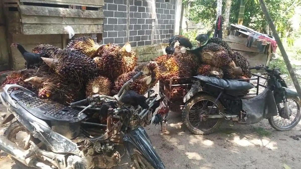 Harga TBS Sawit di Aceh Jaya Kembali Stabil, Segini Pasaran Hari Ini