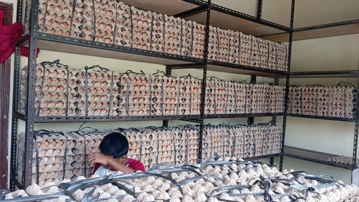 Kualitas Baik, Telur Lokal Kota Tual Lebih Diminati Warga