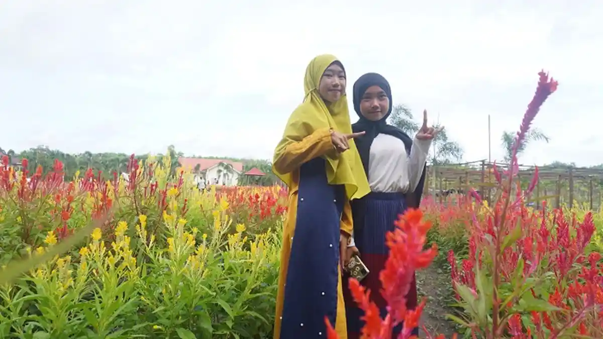 KalselPedia : Dihias Bunga Celosia, Begini Taman Warna-warni di Agrowisata Talaran Setara