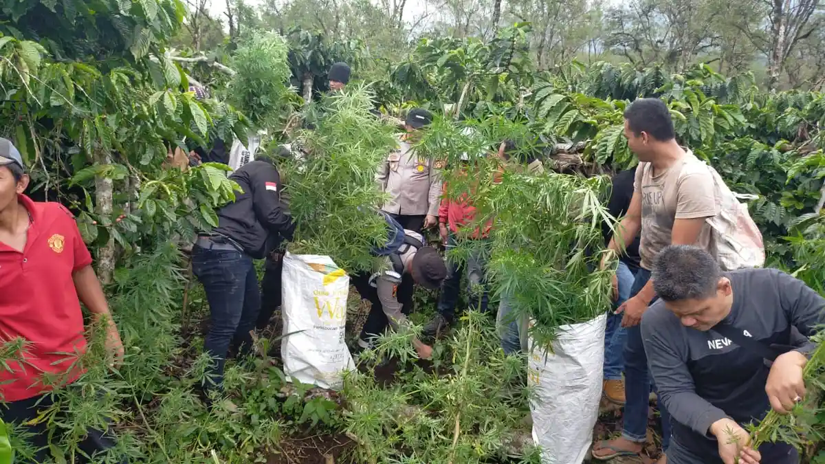 Kebun Ganja di Tanjung Sakti Lahat Diungkap Polisi, Cik Ujang Minta Warga Waspada