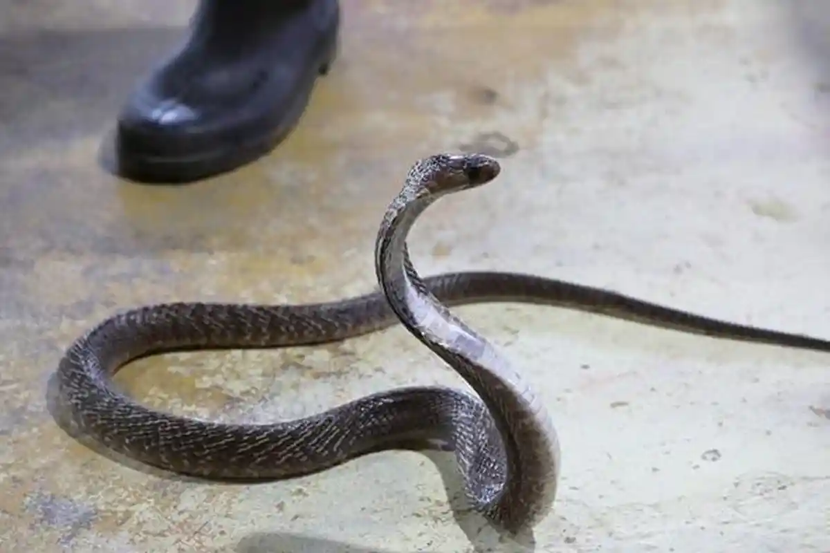 Arti Mimpi Dikejar Ular Kobra, Pertanda Kecemasan hingga Ketakutan, Ini 4 Tafsirnya