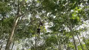 Lokal-vral-orangutan-di-seranau.jpg