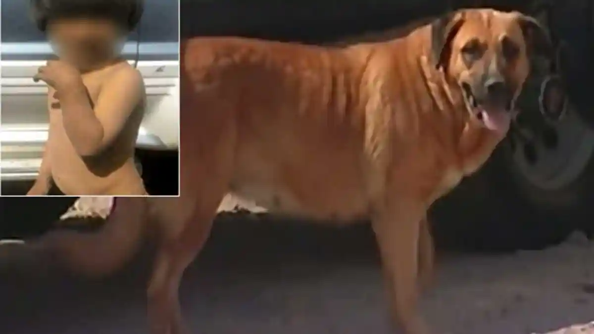 Ditelantarkan Ibunya, Bocah Dua Tahun Asal Cile Dipelihara Anjing