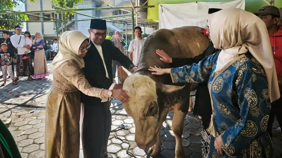 Sapi Kurban Presiden Prabowo untuk Masyarakat Kota Batu Berjenis Limosin dengan Bobot 1,2 Ton