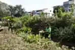 Perawatan Tanaman untuk Penuhi Ruang Terbuka Hijau