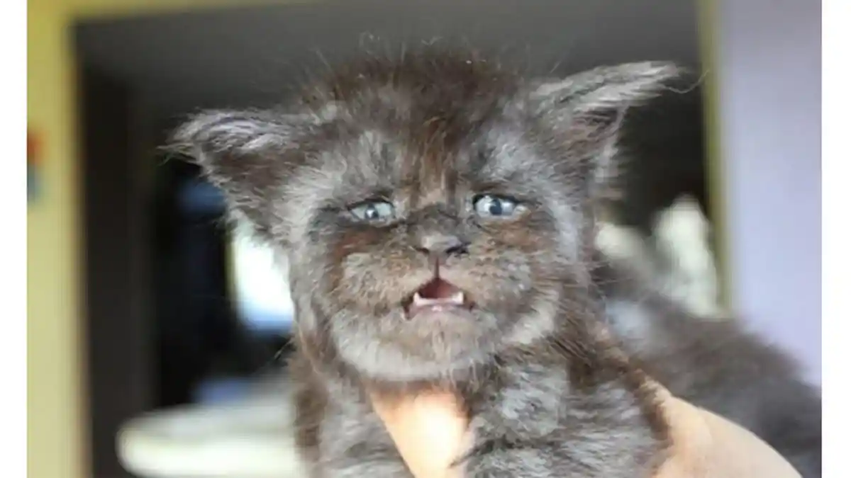 Kucing yang Satu Ini Mendadak Terkenal lantaran Wajahnya, Coba Amati secara Cermat
