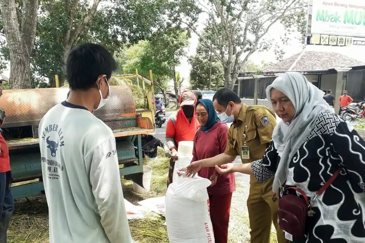 Harga Gabah Terus Menurun di Karanganyar, Pemerintah Sebut Akibat Faktor Hukum Ekonomi dan Cuaca