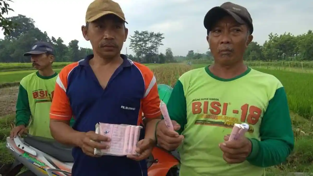Petani Kediri Berantas Hama Tikus Pakai Petasan, Ini Alasannya