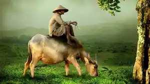 sapi-dan-penyakit-kuku.jpg