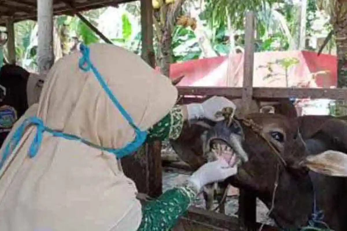 43 Ekor Sapi Terinfeksi PMK, Diskannak Siak Lakukan Vaksinasi, Ini Jadwalnya