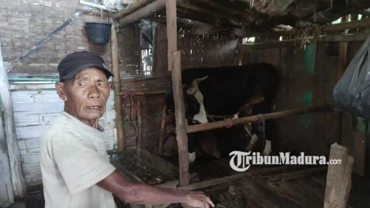 Pencurian Sapi Marak di Probolinggo, Kini Sapi Blasteran Senilai Belasan Juta Rupiah Dicuri Maling