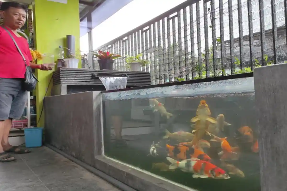 Budidaya Ikan Koi di Teras Rumah Bisa Raup Jutaan Rupiah, Warga Sentul Kota Blitar Ini Buktinya