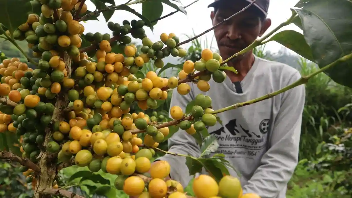 Yellow Caturra, Si Kopi Arabika Kuning dari Lembah Merapi-Merbabu yang Punya Aroma Istimewa
