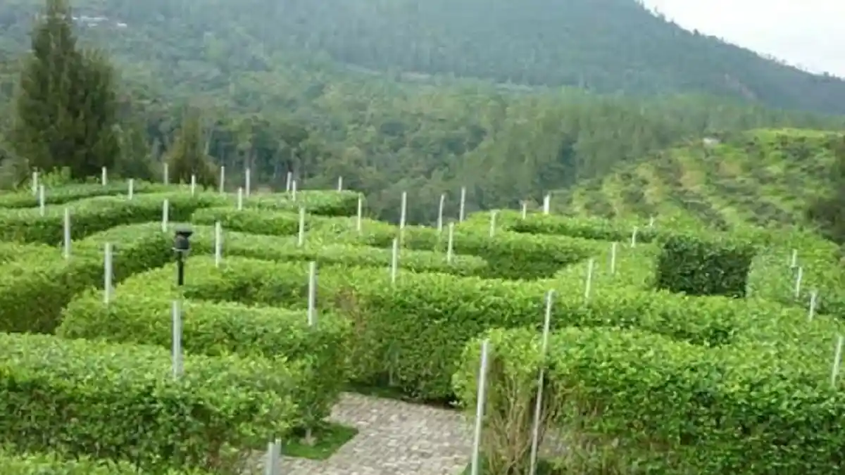 Taman Labirin Indah Bak Kisah Dongeng, Langsung Menghadap ke Danau Toba