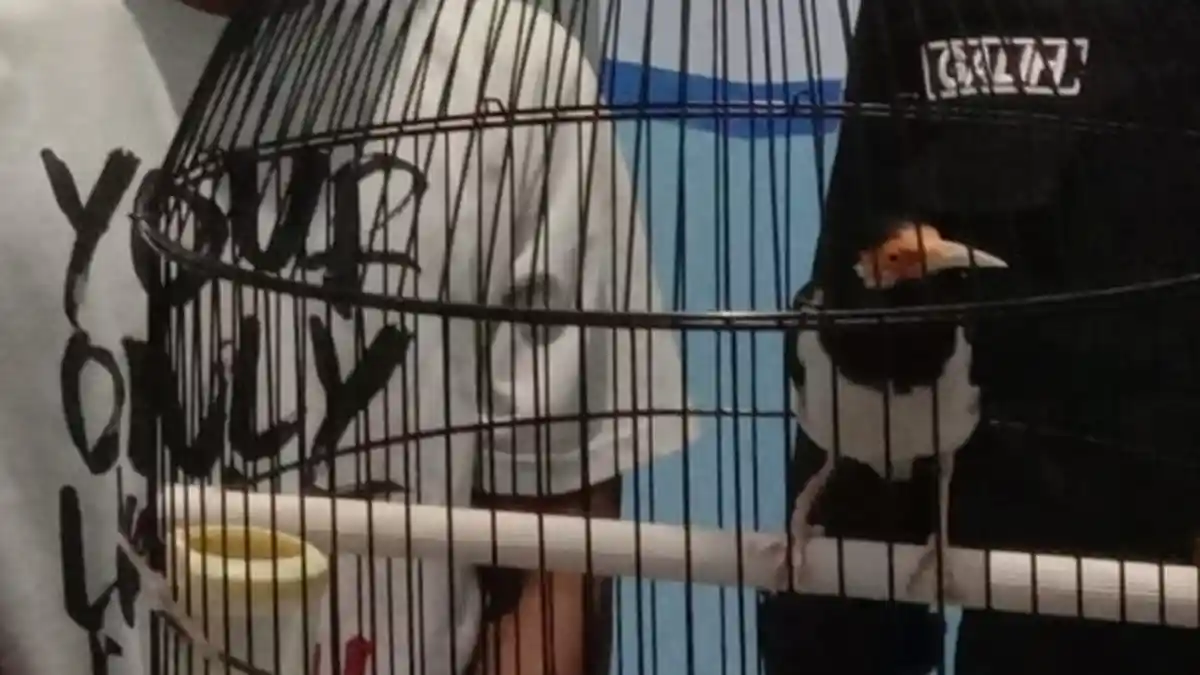 Curi Burung Jalak Suren Seharga Rp 2,7 Juta, Warga Sukun Ditangkap Polresta Malang Kota