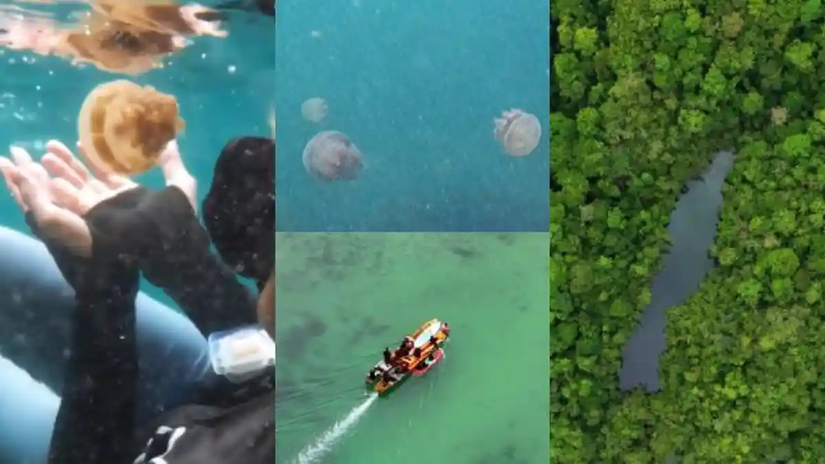 Selain Danau Napabale Muna Ada Wisata Tersembunyi, Ubur-ubur Tak Menyengat di Kelilingi Karang Atol