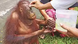 tumpek-kandang_20180121_074701.jpg